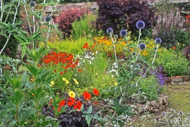 auxo (walled garden) with echinops 2 31.7.11