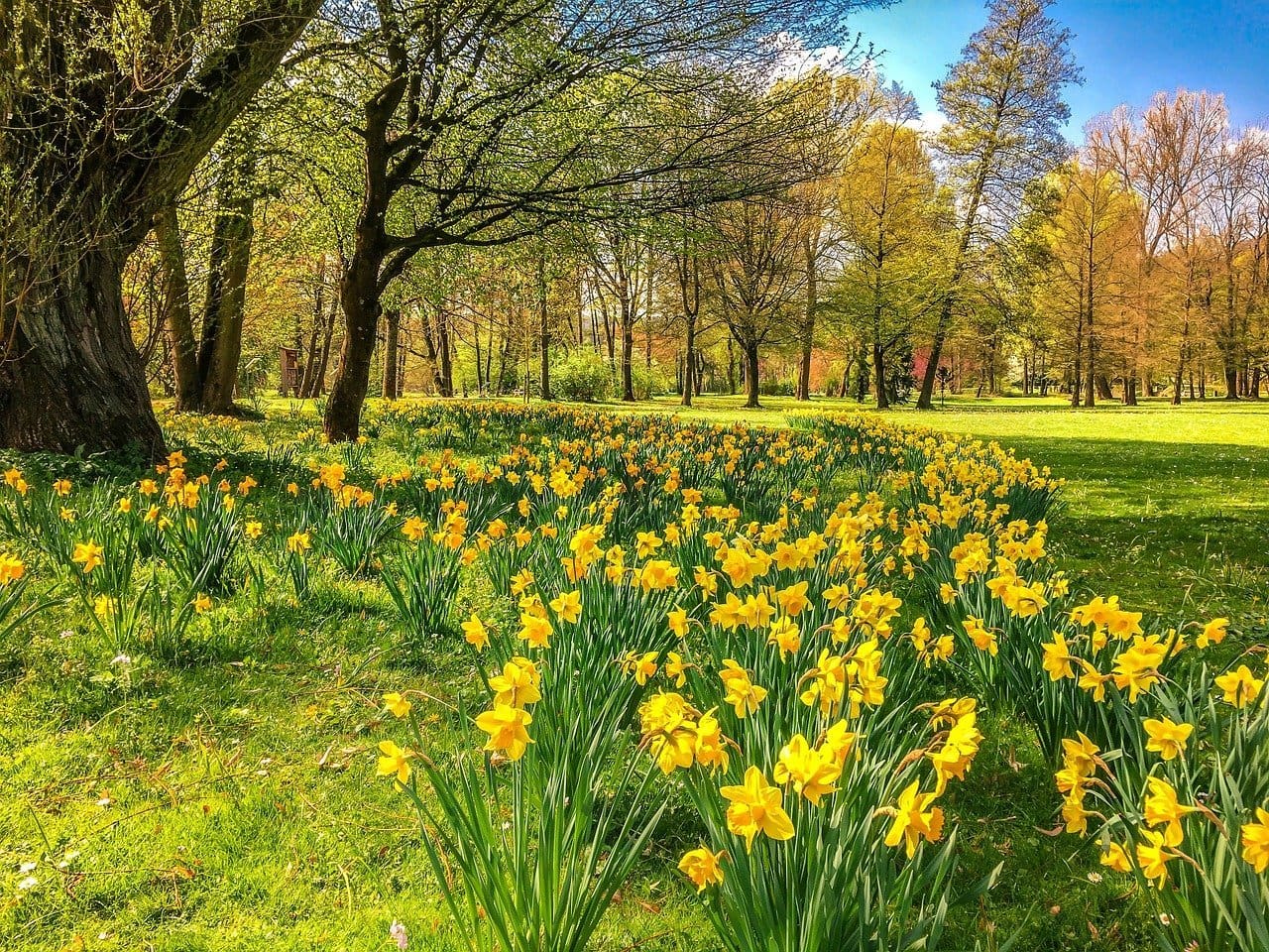 spring woodland scene