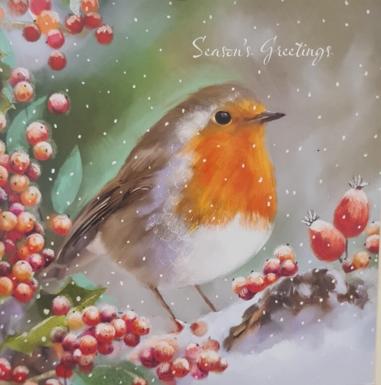 Robin in the Snow